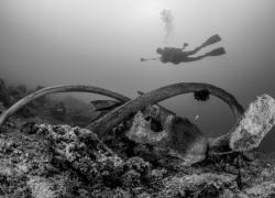 whale fall indonesia