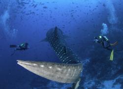 whale shark and scuba divers