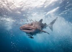 Whale Shark Entanglement Video