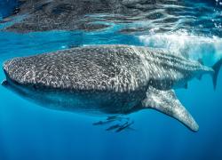 whale shark
