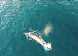 Bryde's whales drone video feeding