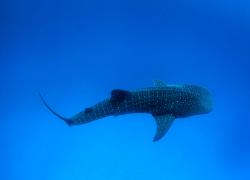 whale shark migration