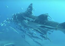 whale shark