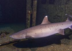 white tip reef shark