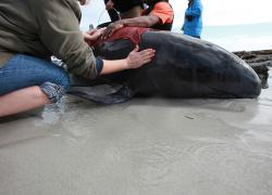 Volunteers tend to a stranded pilot whale