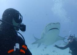 Will Smith Meets Tiger Shark
