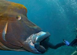 wrasse eating diver