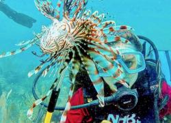 lionfish removal 