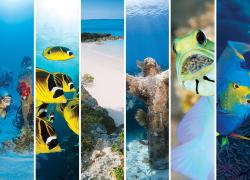 Scuba Destinations Perfect for the Beginner Diver