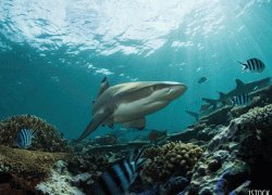 shark underwater photo