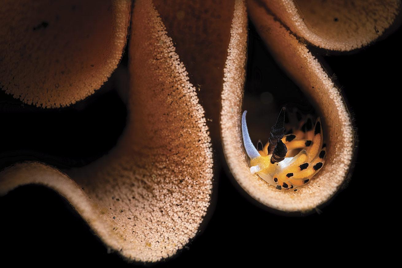 Macro
