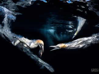 Scuba Diving Magazine's 2017 Underwater Photo Contest Winners