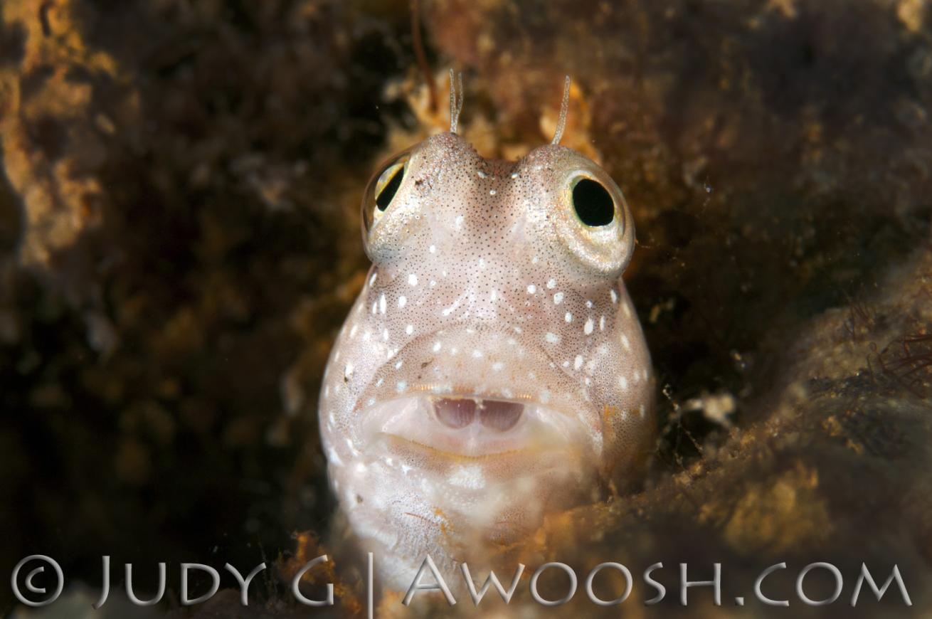 Blenny Underwater in Palau