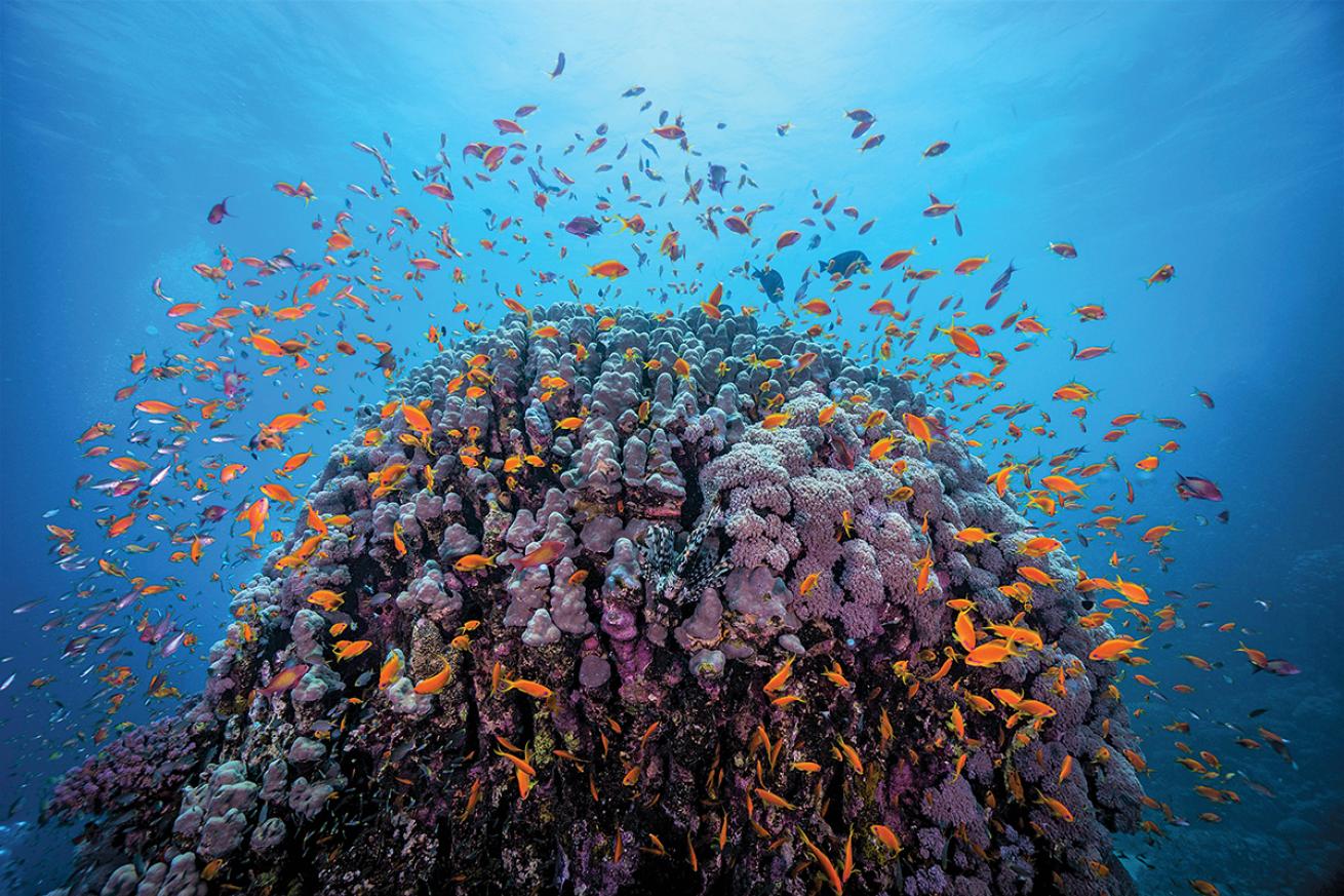 Red Sea Reef Egypt