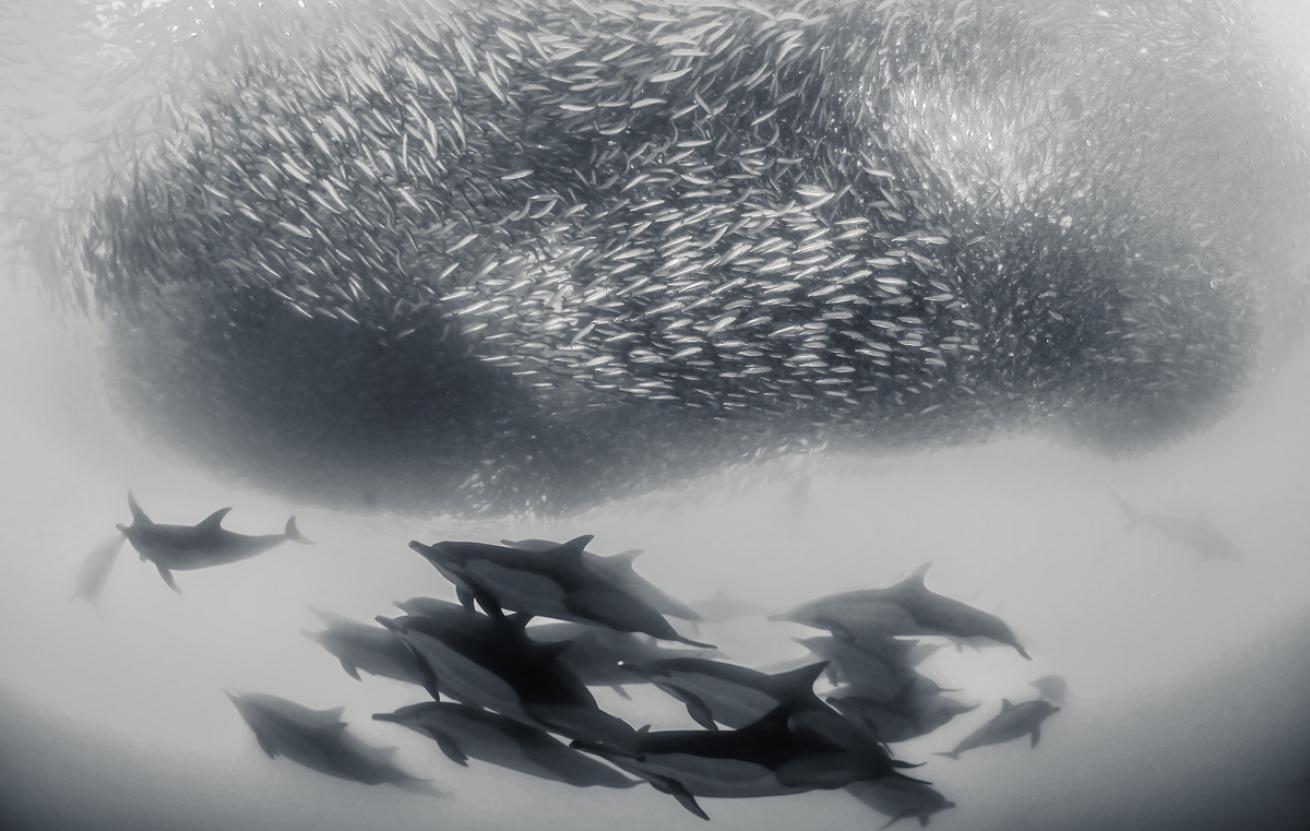 Sardine Run in Africa