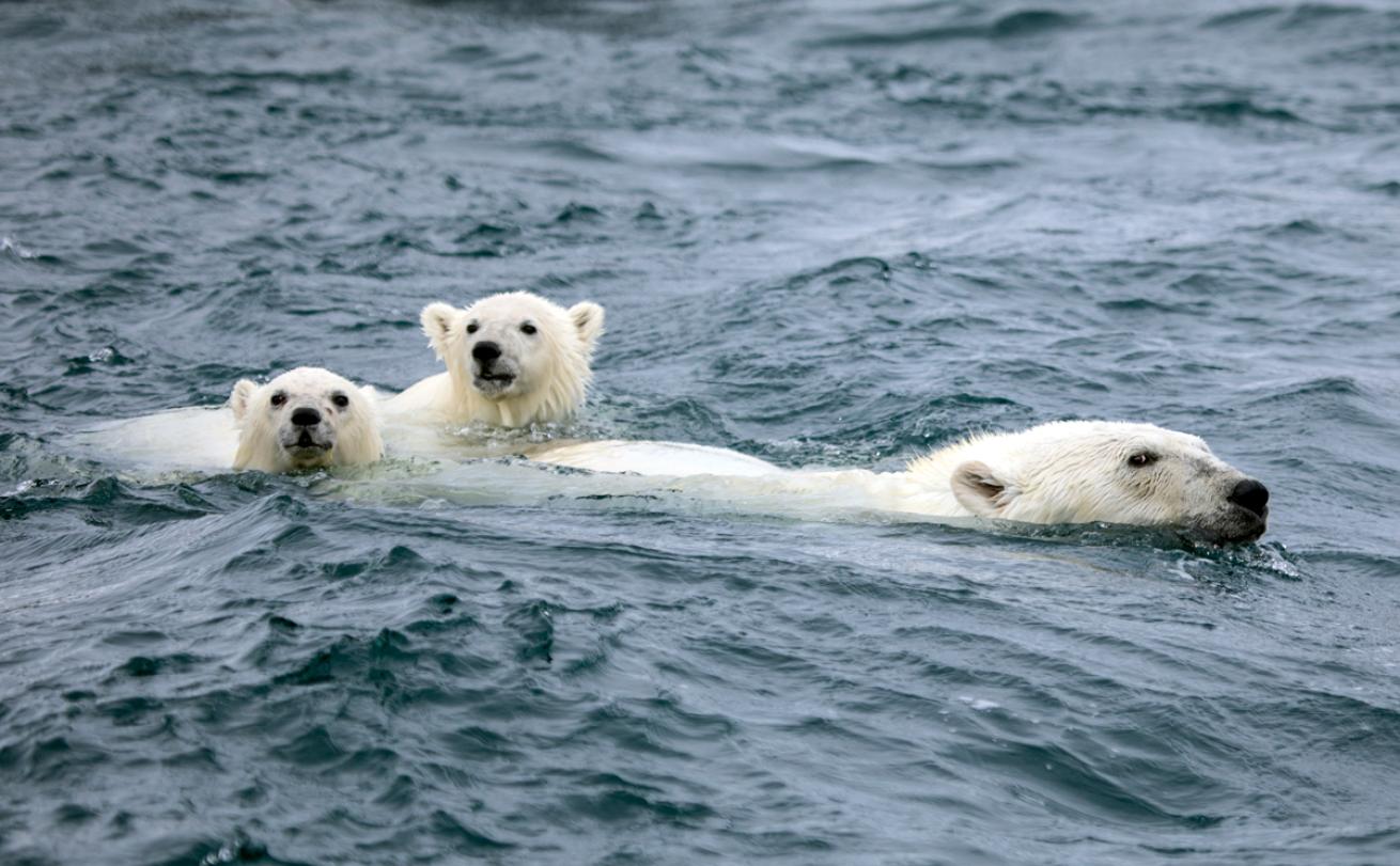 Swimming with Polar Bears in Canada