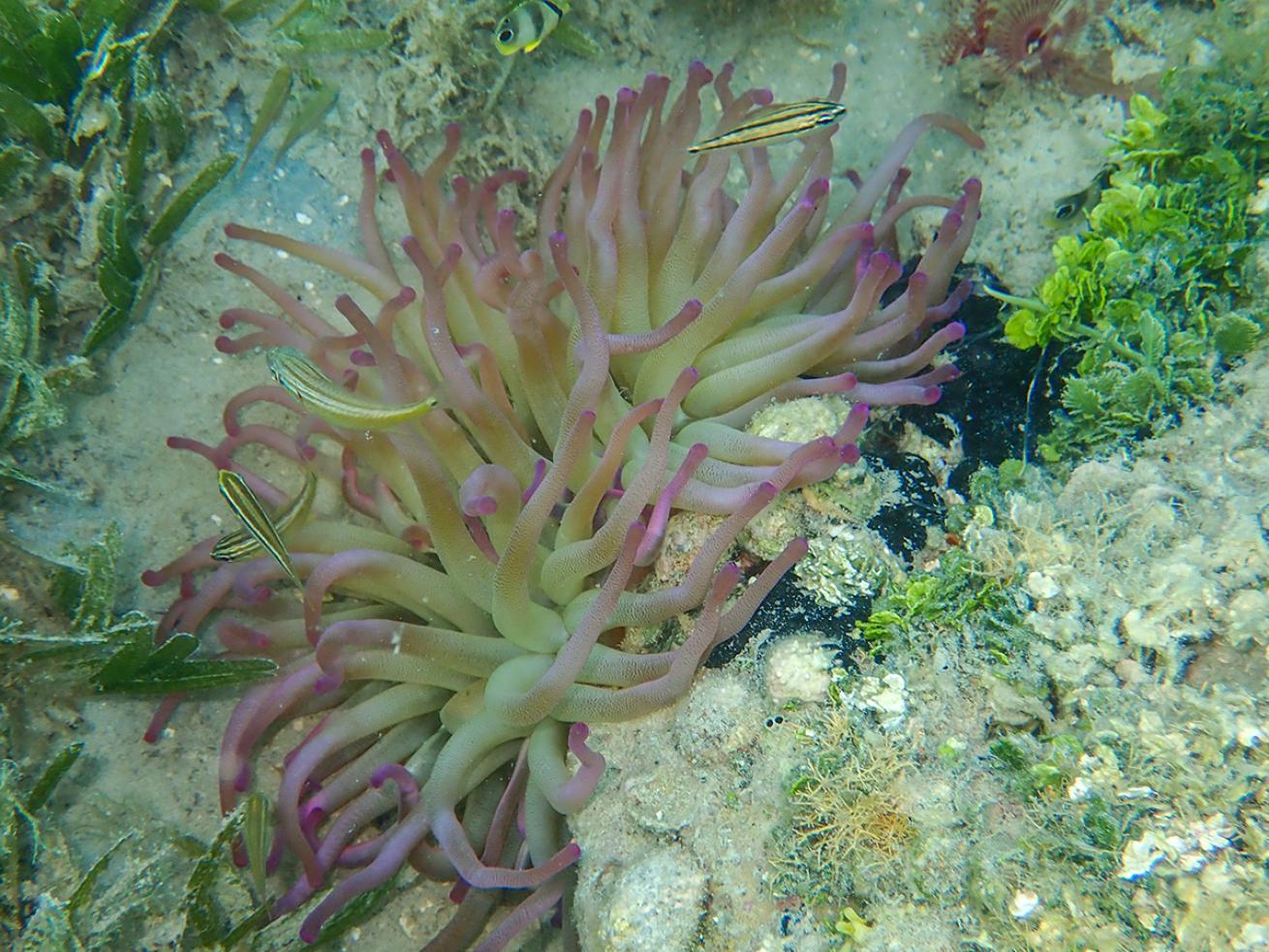 Sea anemone