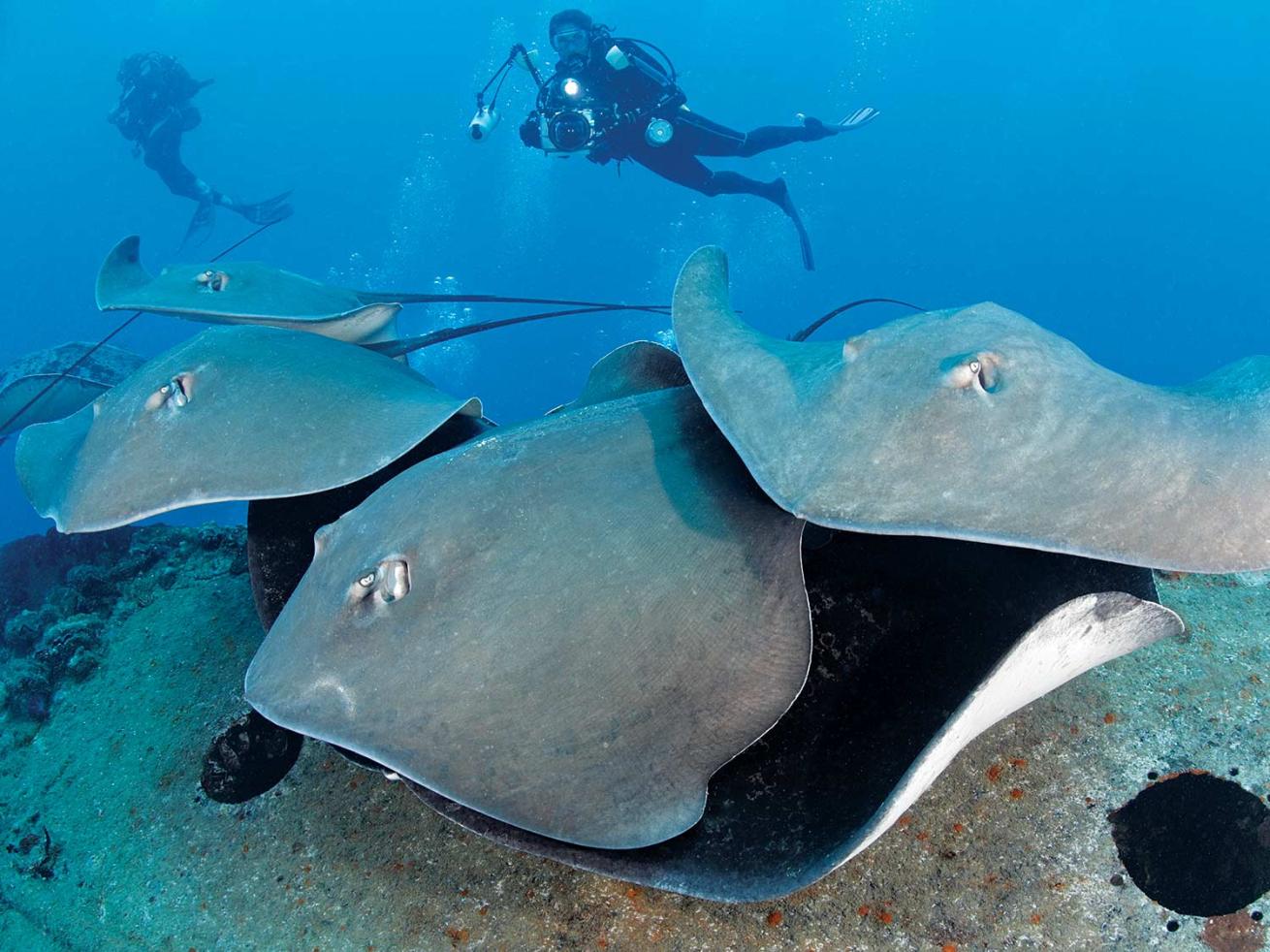 Marble rays